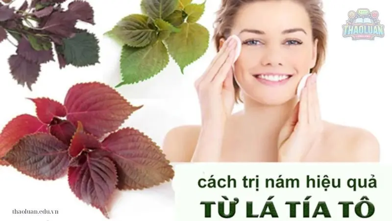 7 cách làm đẹp bằng lá Tía Tô mà bạn không nên bỏ qua