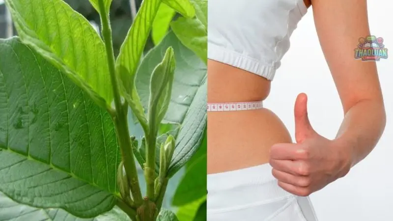 Cách uống lá ổi giảm cân có thực sự hiệu quả?