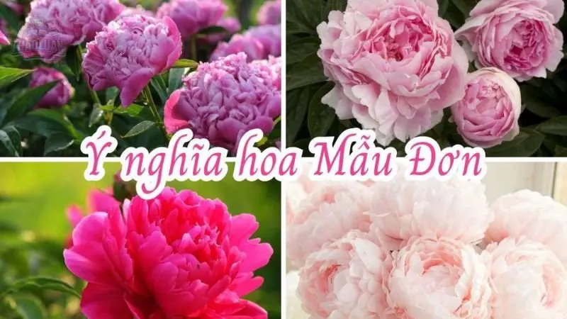 Hé lộ vẻ đẹp và ý nghĩa của hoa Mẫu Đơn
