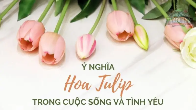 Ý nghĩa đặc biệt mà chỉ hoa Tulip mới có
