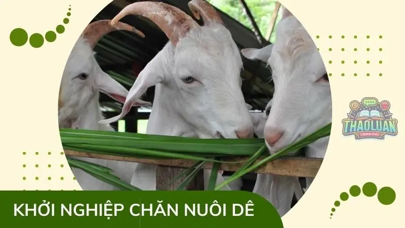 Khởi nghiệp với mô hình chăn nuôi dê - Bí quyết từ "ông vua" chăn nuôi