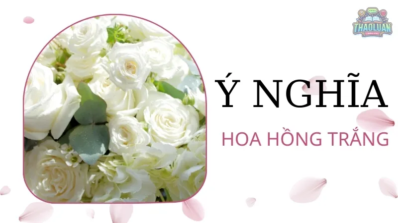 Biểu tượng và ý nghĩa của hoa hồng trắng 