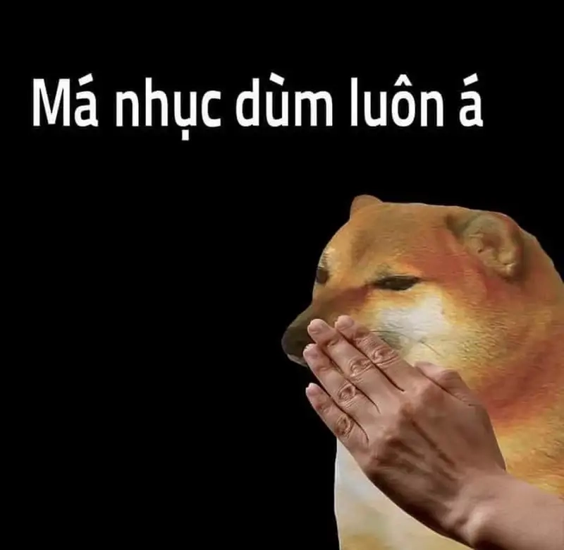 Laughing dog meme mang đến sự vui vẻ và hài hước cho người xem