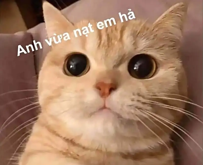 Khám phá hình ảnh meme cute đáng yêu khiến bạn không thể nhịn cười