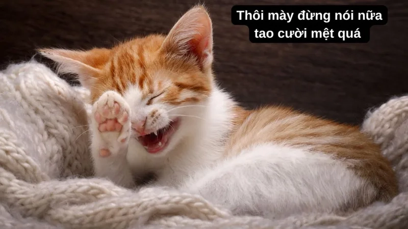 Meme hài hước mèo luôn làm tan chảy trái tim người xem