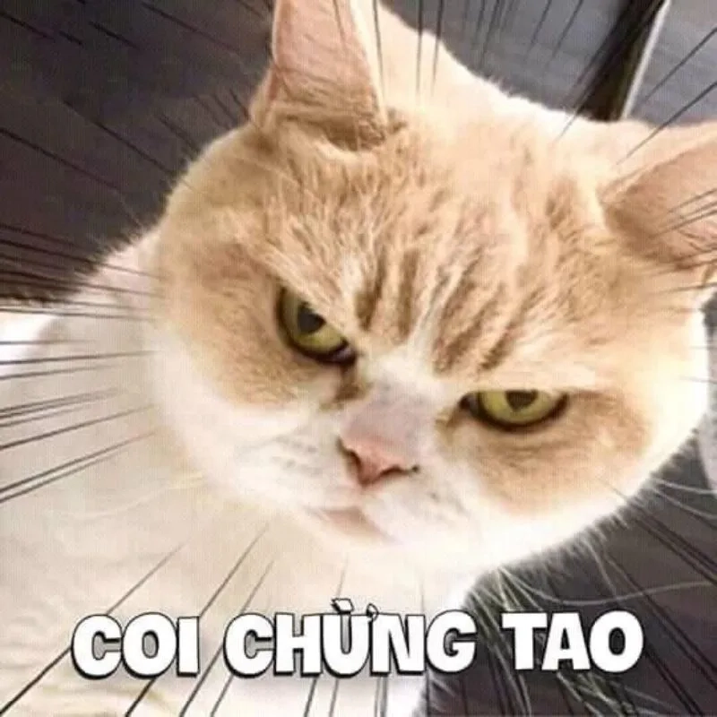 Ảnh meme khóc hài luôn thu hút sự chú ý với sự hài hước