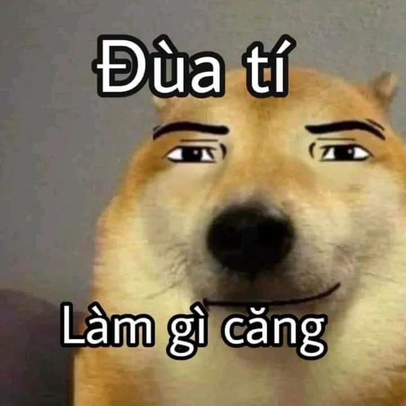 Chó meme hài luôn mang đến tiếng cười cho mọi người