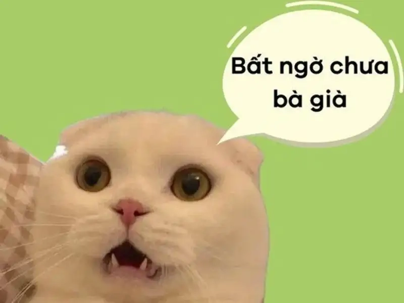 Hình meme bất ngờ luôn gây ấn tượng với sự sáng tạo