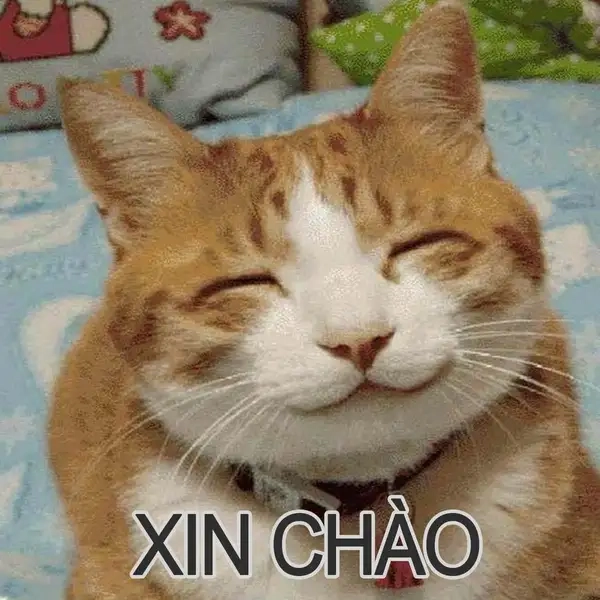 Meme chào buổi tối mang đến sự thư giãn và dễ chịu