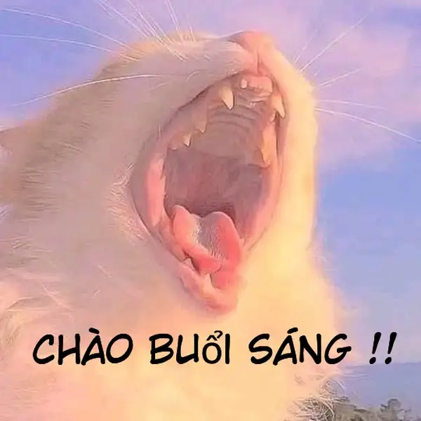 Meme chào buổi sáng mang đến sự tươi mới cho ngày mới