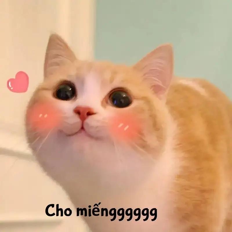 Meme ảnh hài hước cute là lựa chọn hoàn hảo cho những ai yêu thích sự vui nhộn