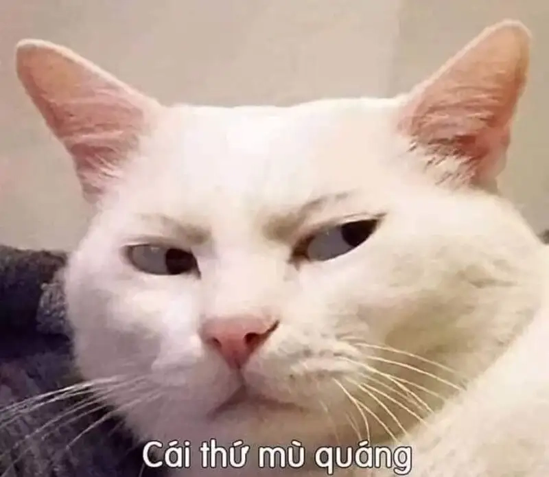 Meme hài cute mang đến tiếng cười sảng khoái cho mọi người