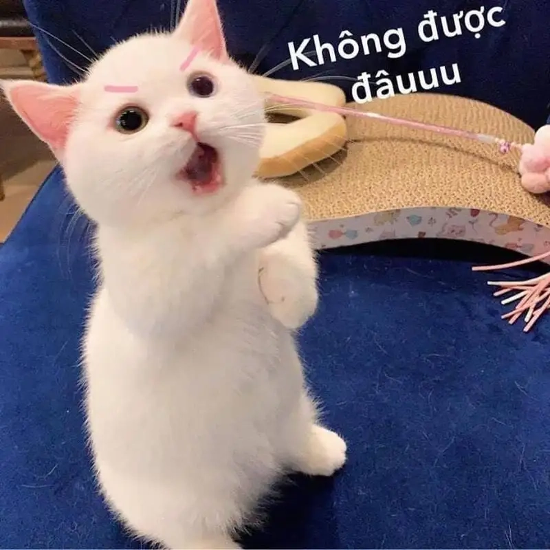 Người que cute ảnh meme hài mang đến sự hài hước và dễ thương