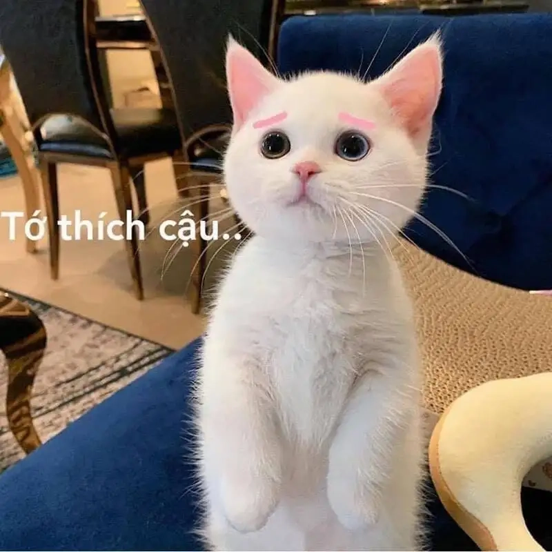 Meme cute hài là sự kết hợp hoàn hảo giữa dễ thương và hài hước