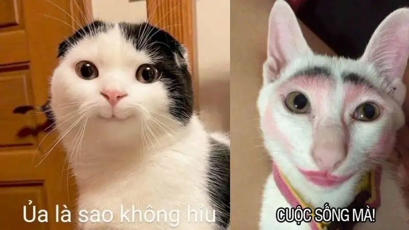 Icon chế ảnh meme cute giúp bạn tạo nên những bức ảnh độc đáo