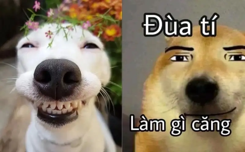 Meme dog cute sẽ khiến bạn cảm thấy dễ thương và vui vẻ