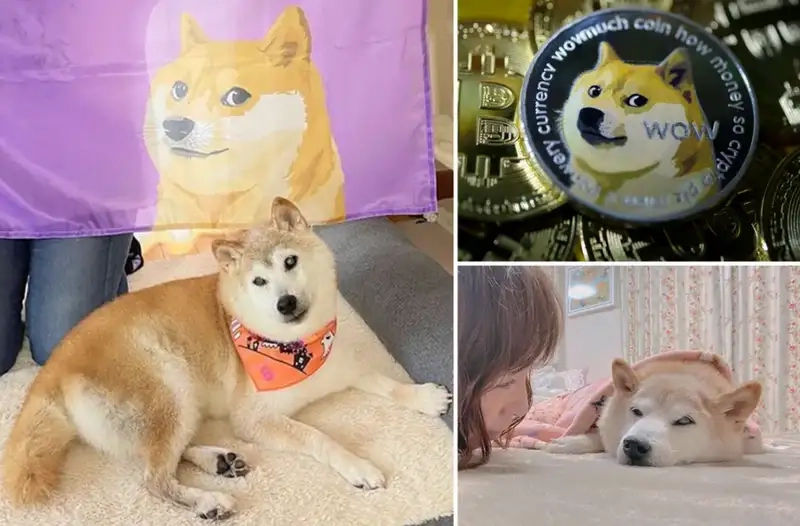 Meme dog sad sẽ khiến bạn cảm thấy đồng cảm và hài hước