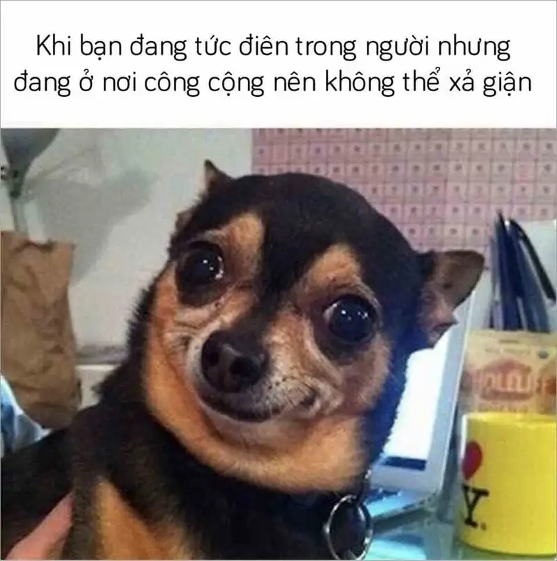 Meme sea dog power mang đến sự vui vẻ và hài hước cho cộng đồng