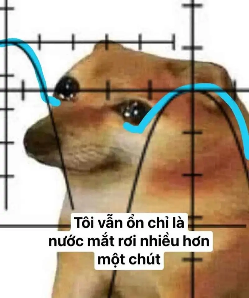 Hình dog meme sẽ khiến bạn cảm thấy thoải mái và vui vẻ