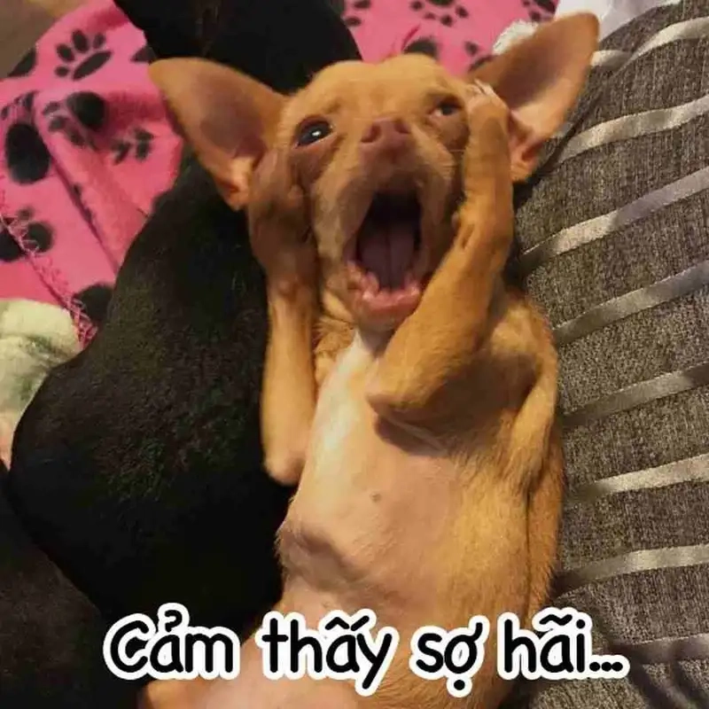 Doge meme mang đến những khoảnh khắc hài hước và dễ thương