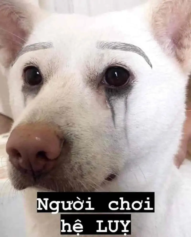 Ảnh doge meme thể hiện sự hài hước trong những tình huống bất ngờ