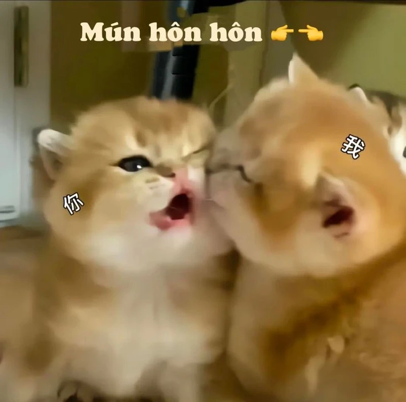 Meme hôn ny thể hiện tình cảm ngọt ngào và dễ thương