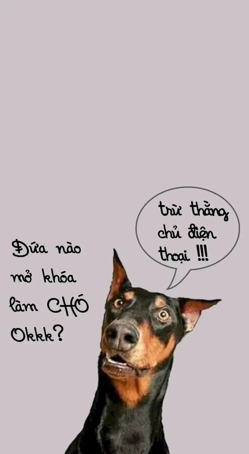 Meme ảnh mèo cute sẽ làm cho ngày của bạn thêm phần thú vị