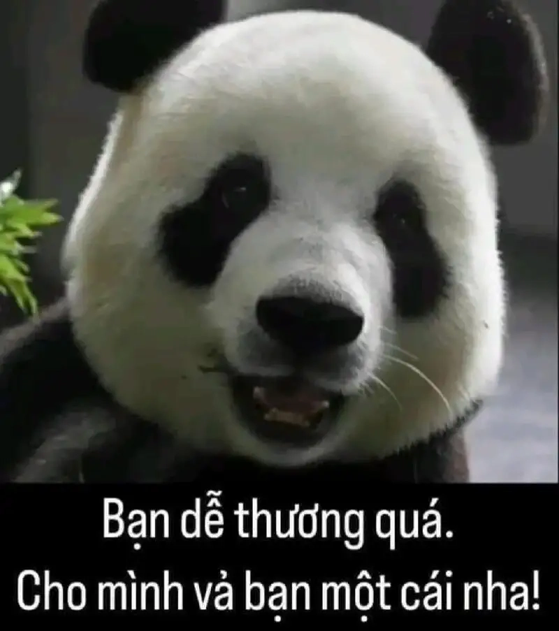 Ảnh meme mèo cute sẽ khiến bạn không thể rời mắt