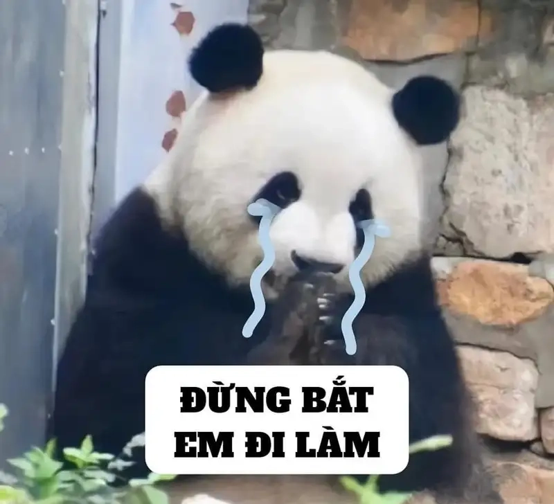 Ảnh mèo cute meme mang đến sự dễ thương và vui nhộn