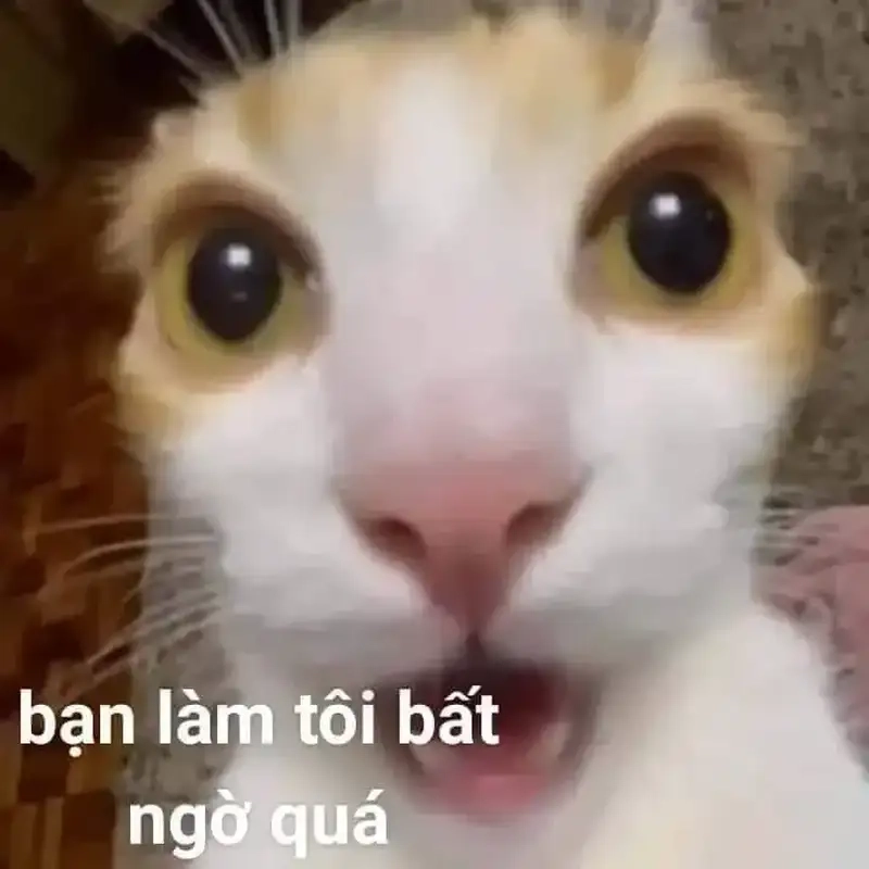 Meme da đen ngạc nhiên tạo nên sự dễ thương và đáng yêu