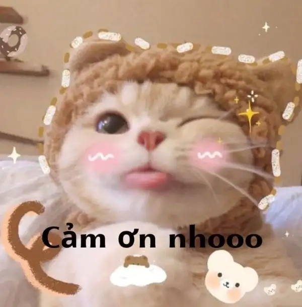 Meme cảm ơn mèo luôn làm tan chảy trái tim người xem