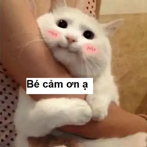 Mèo cảm ơn meme luôn gây ấn tượng với sự hài hước