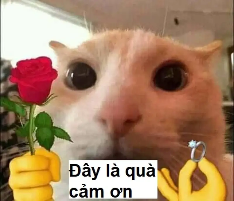 Ảnh meme cảm ơn luôn thu hút sự chú ý