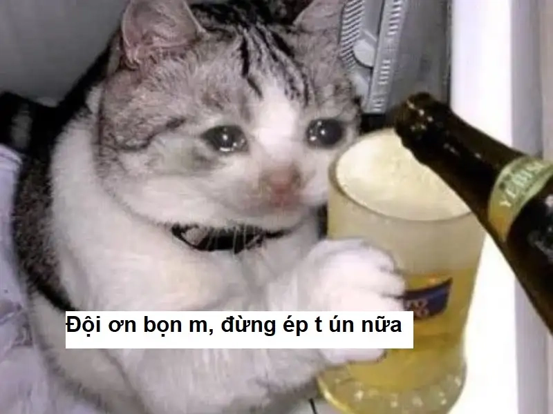 Rất tuyệt vời xin cảm ơn meme tạo nên những khoảnh khắc đáng nhớ