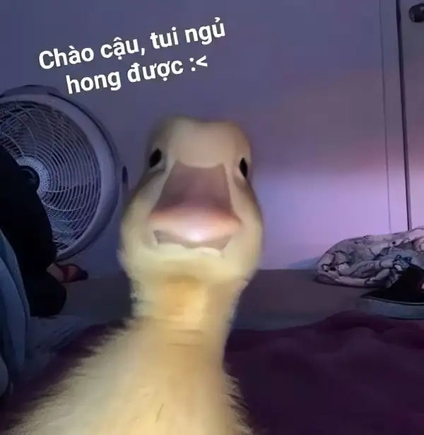 Meme mèo xin chào sẽ khiến bạn cảm thấy dễ thương và vui vẻ