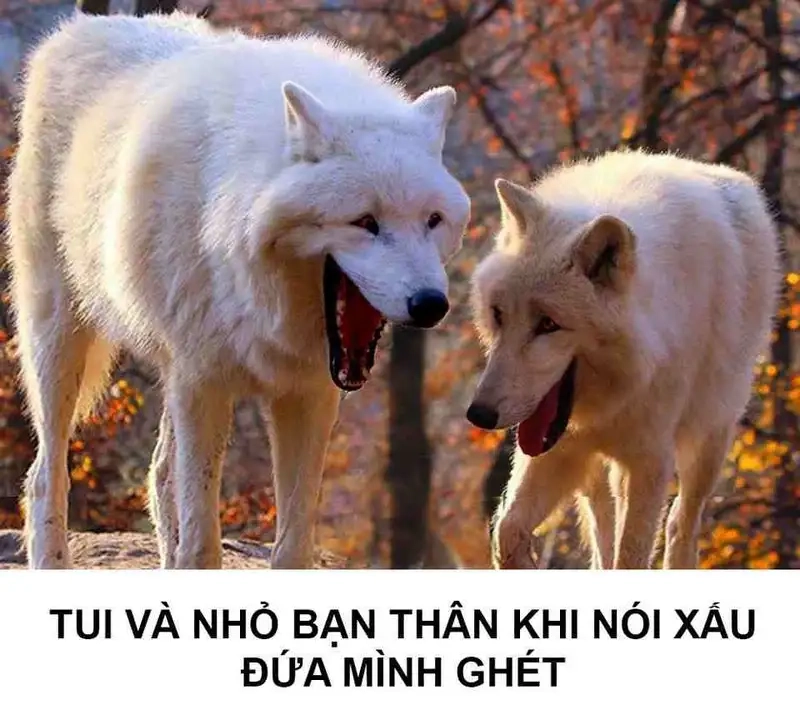 Chó meme hài luôn gây ấn tượng với sự sáng tạo