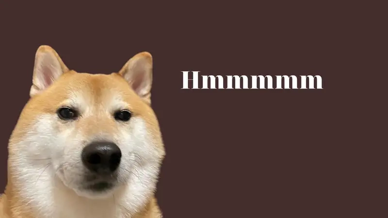 Doge bonk meme thể hiện sự hài hước trong những tình huống bất ngờ