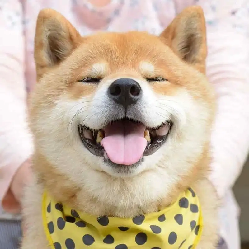 Hình doge meme mang đến sự vui vẻ và hài hước cho người xem