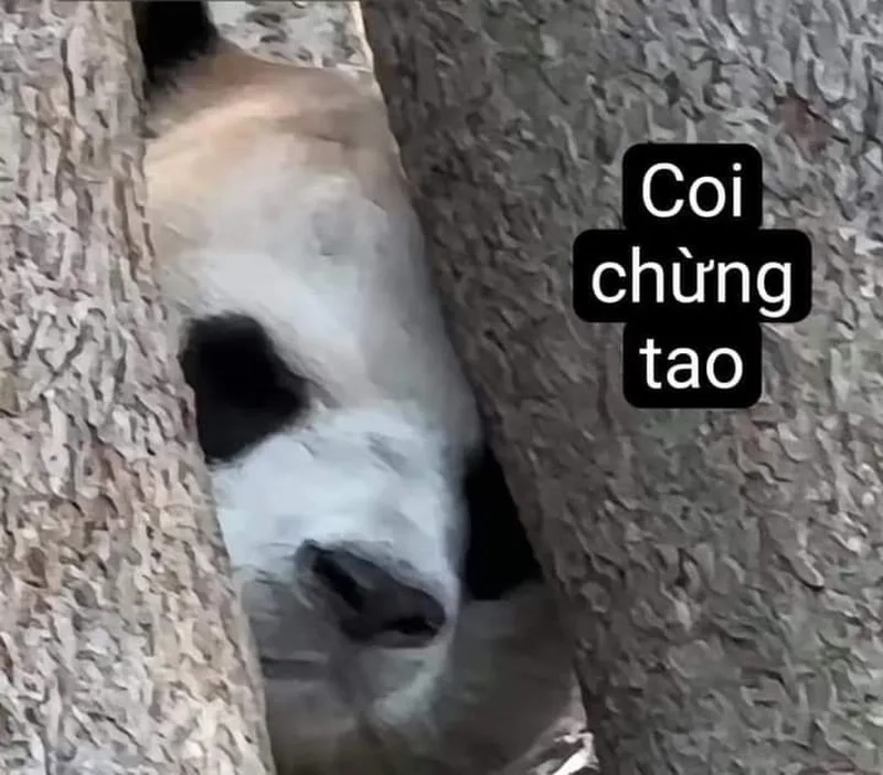 Vui nhộn meme gấu trúc bựa weibo mang đến sự vui vẻ cho người xem