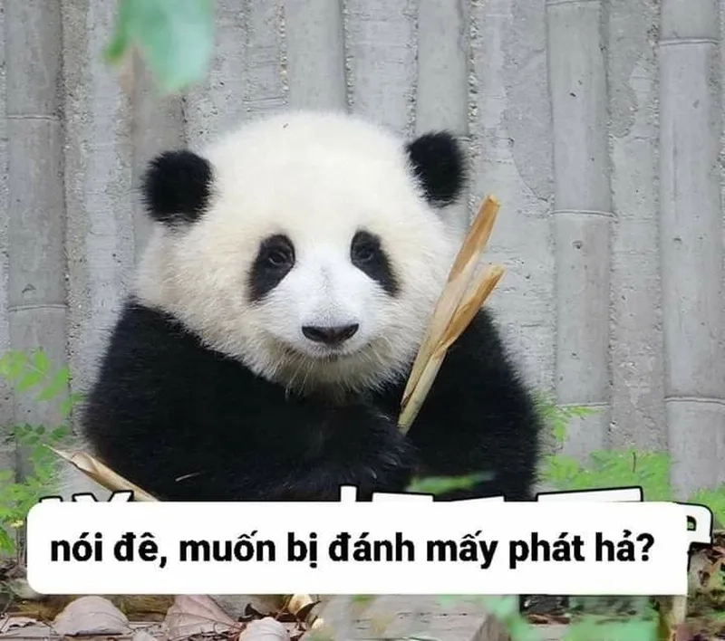 Ảnh chế meme gấu trúc bựa weibo luôn thu hút sự chú ý