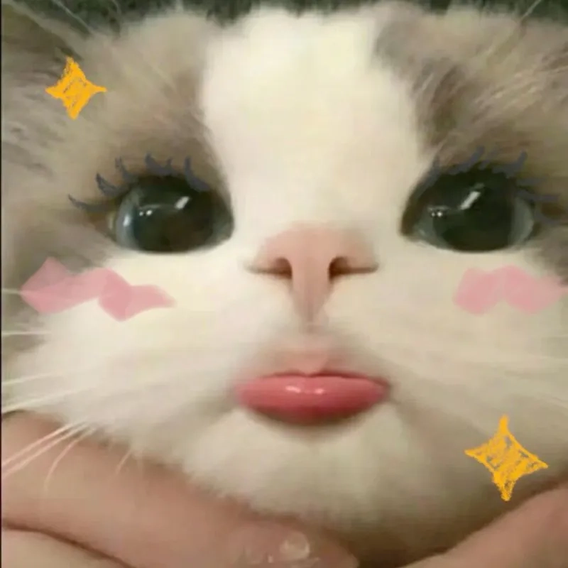 Trái tim meme mèo cute thể hiện tình cảm chân thành