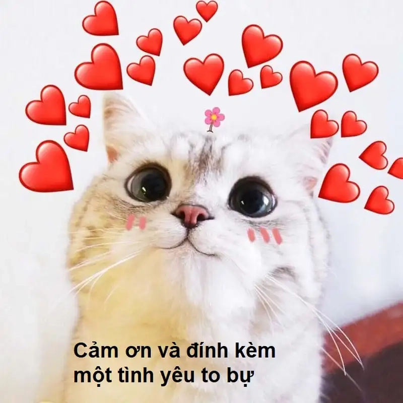 Cảm ơn các bạn đã lắng nghe meme luôn mang đến tiếng cười