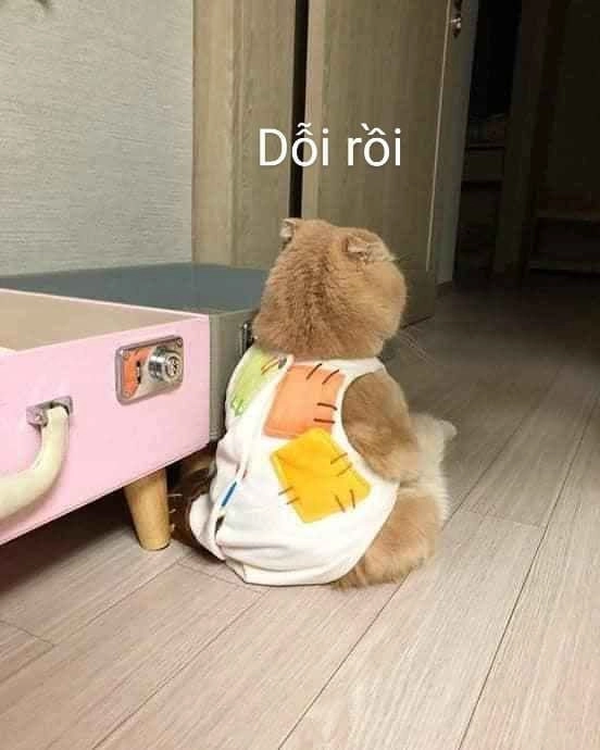 Meme mèo khóc thét mang đến sự hài hước và vui nhộn