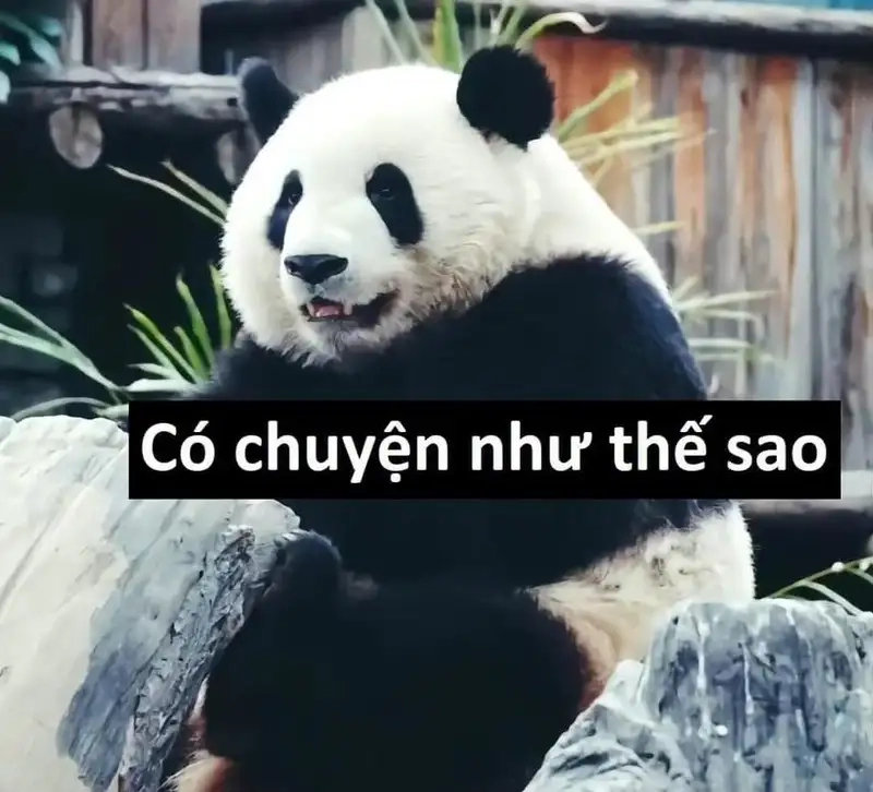 Khóc meme mèo cute thể hiện sự đáng yêu và dễ thương