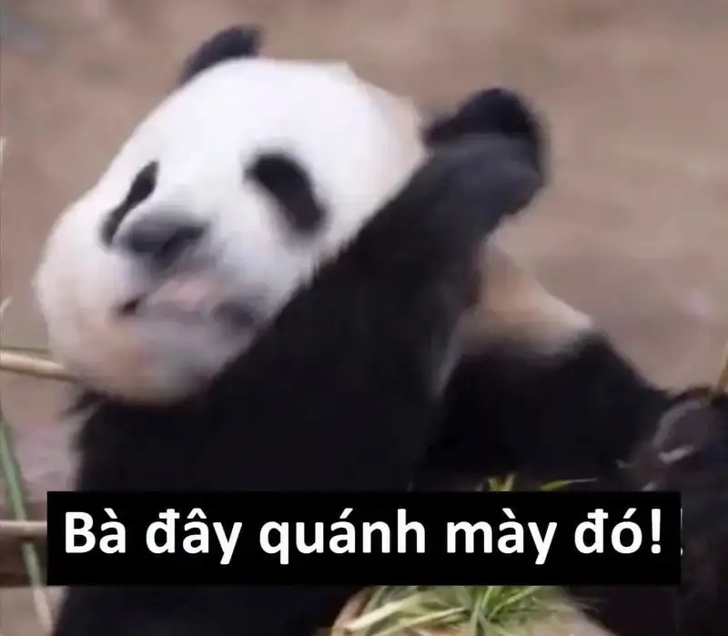 Cute meme mèo tặng hoa là cách tuyệt vời để gửi lời chúc tốt đẹp