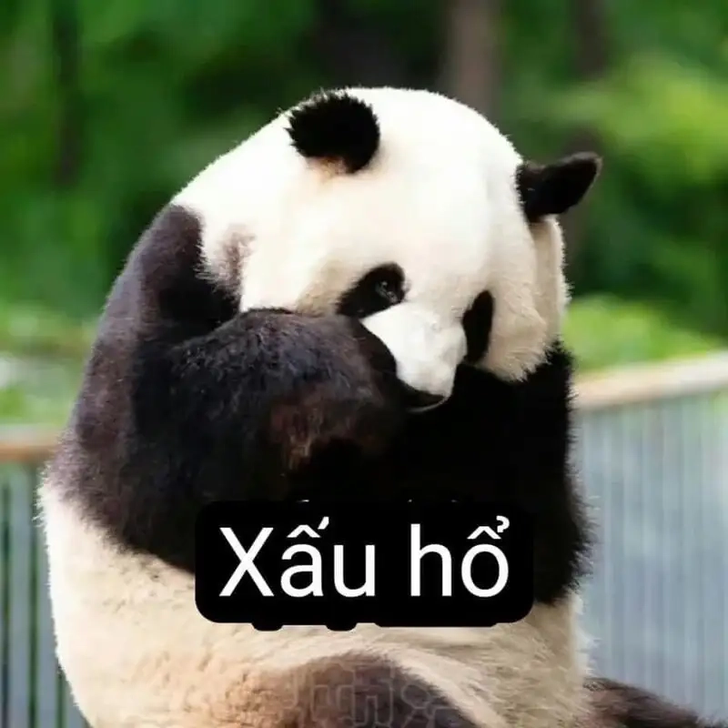 Meme mèo cute cười sẽ mang lại nụ cười cho bạn mỗi ngày