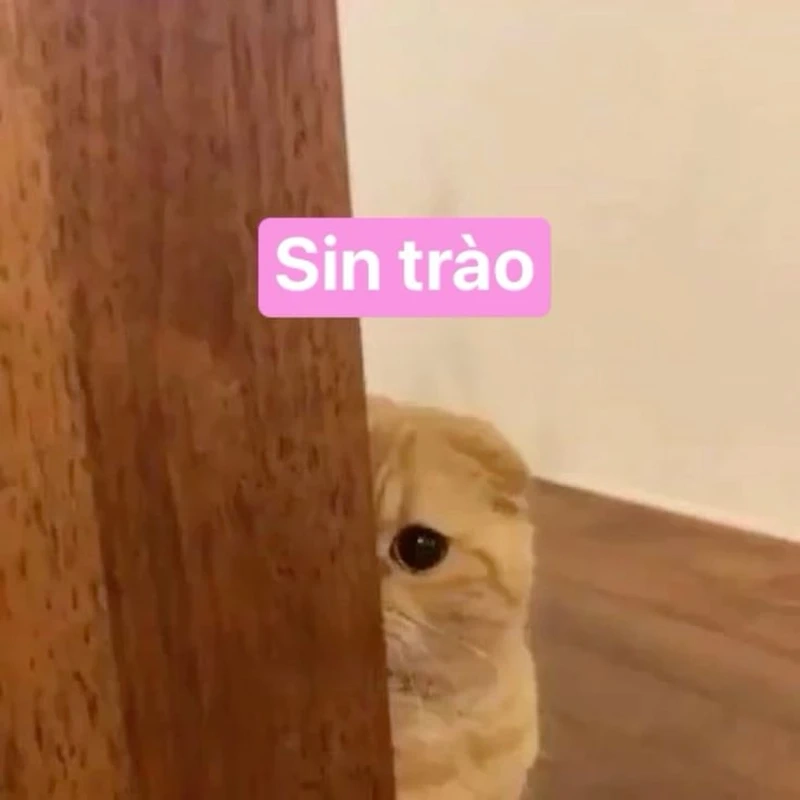 Hello meme xin chào là cách thú vị để chào hỏi bạn bè