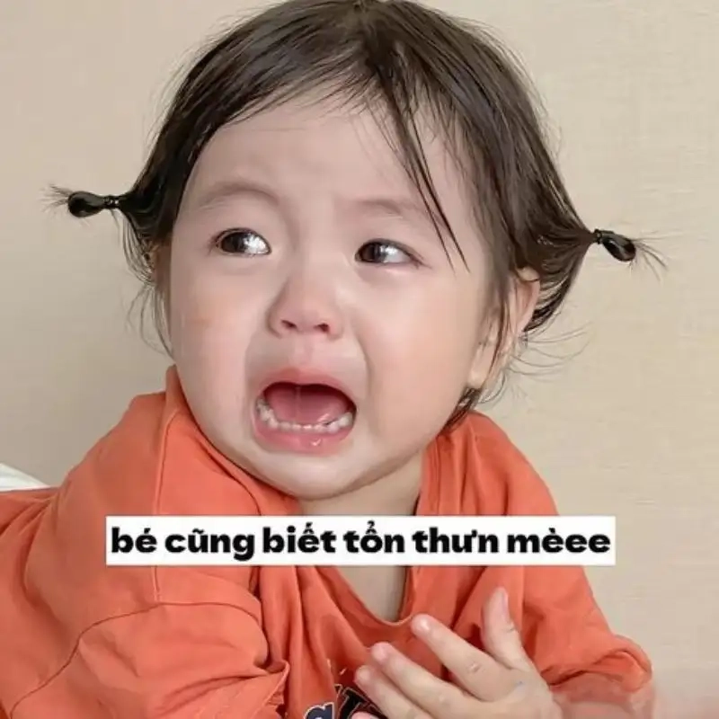 Ảnh hài meme chó cute sẽ khiến bạn không thể nhịn cười