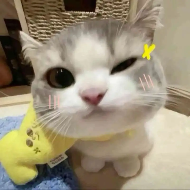 Meme xin lỗi cute là cách dễ thương để xin lỗi ai đó