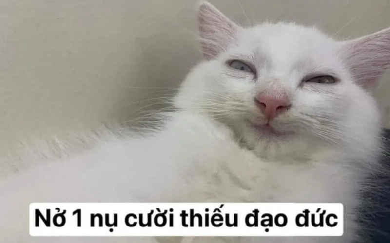 Meme đùa ko vui sẽ khiến bạn cảm thấy thú vị và hài hước